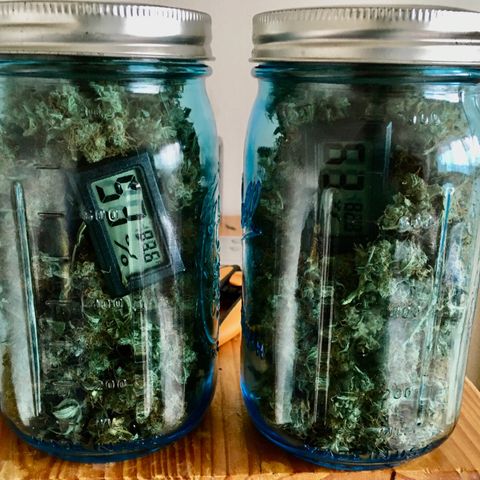 Jack Herer Auto growlog photo: 5oz trimmed (jar 68% RH)