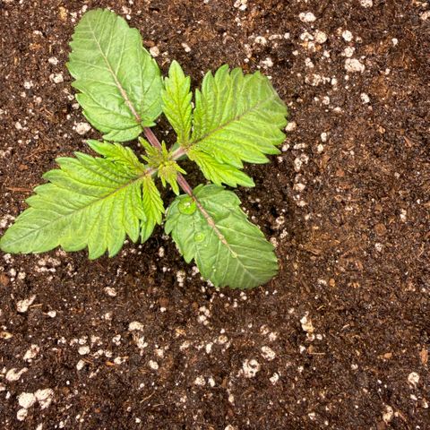 Cookies Gelato  growlog timeline photo