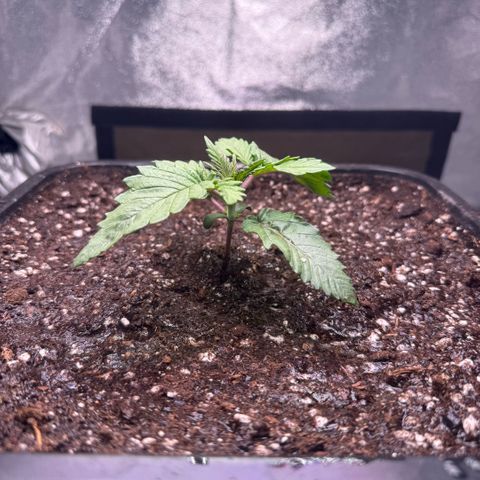 Cookies Gelato  growlog timeline photo