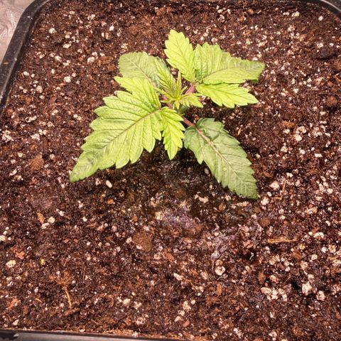 Cookies Gelato  growlog timeline photo