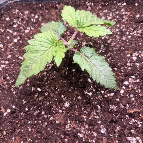 Cookies Gelato  growlog timeline photo