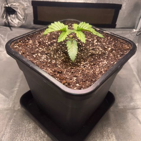 Cookies Gelato  growlog timeline photo