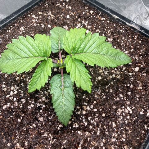 Cookies Gelato  growlog timeline photo