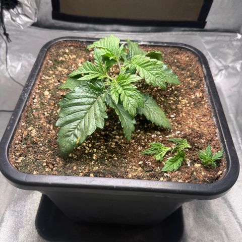 Cookies Gelato  growlog timeline photo