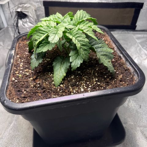 Cookies Gelato  growlog timeline photo