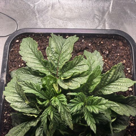 Cookies Gelato  growlog timeline photo