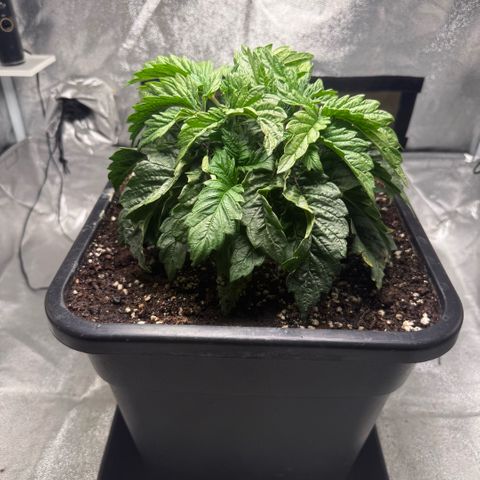Cookies Gelato  growlog timeline photo