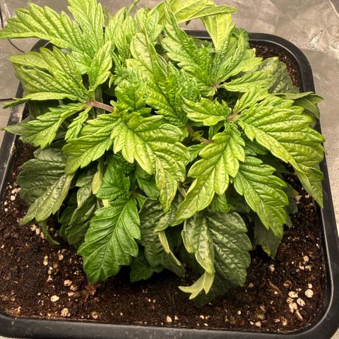 Cookies Gelato  growlog timeline photo