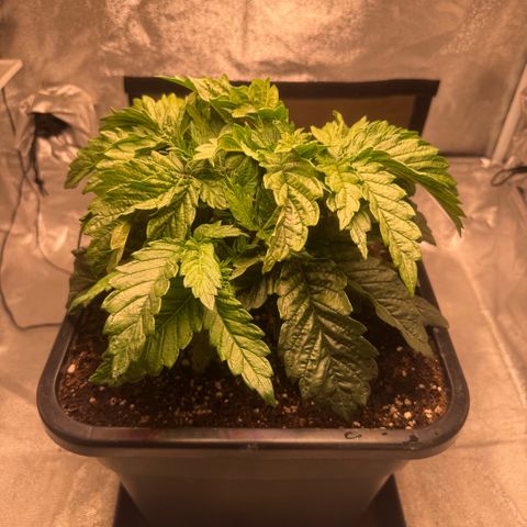 Cookies Gelato  growlog timeline photo