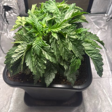 Cookies Gelato  growlog timeline photo