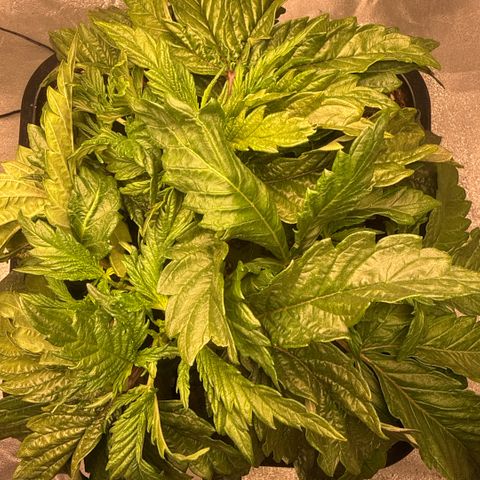 Cookies Gelato  growlog timeline photo