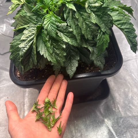 Cookies Gelato  growlog timeline photo