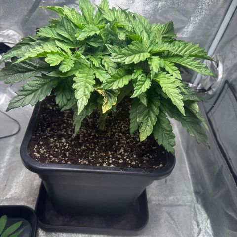 Cookies Gelato  growlog timeline photo