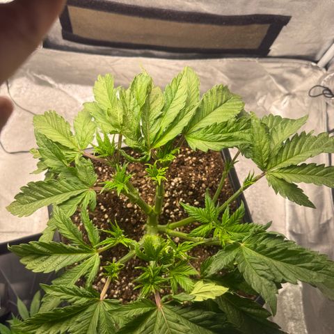 Cookies Gelato  growlog timeline photo