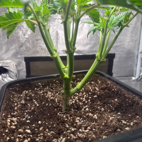 Cookies Gelato  growlog timeline photo