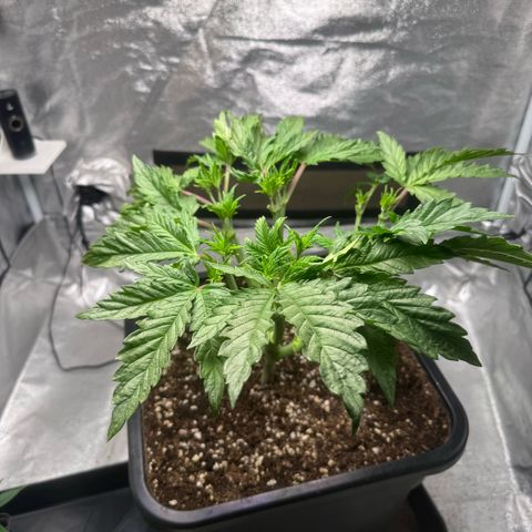 Cookies Gelato  growlog timeline photo