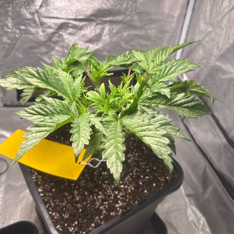 Cookies Gelato  growlog timeline photo