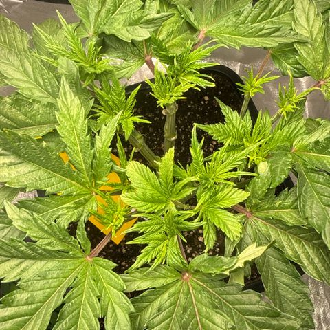 Cookies Gelato  growlog timeline photo