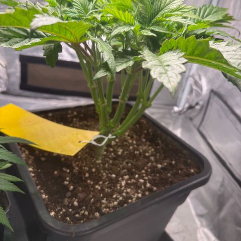 Cookies Gelato  growlog timeline photo