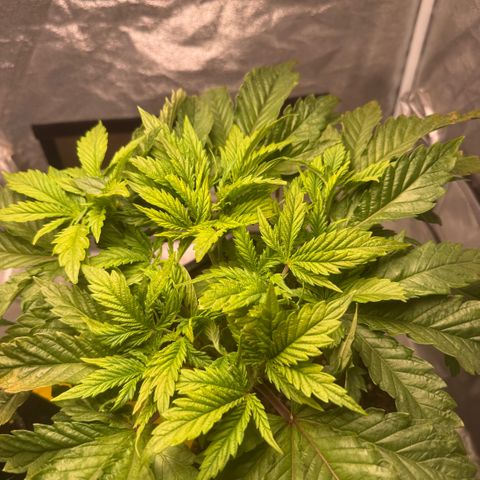 Cookies Gelato  growlog timeline photo