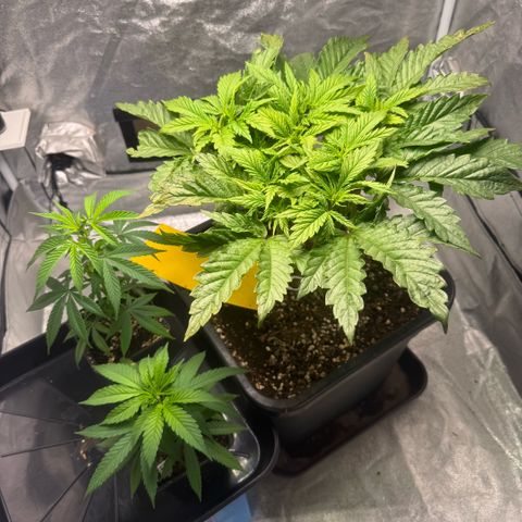 Cookies Gelato  growlog timeline photo