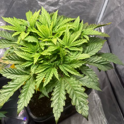 Cookies Gelato  growlog timeline photo