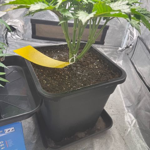 Cookies Gelato  growlog timeline photo