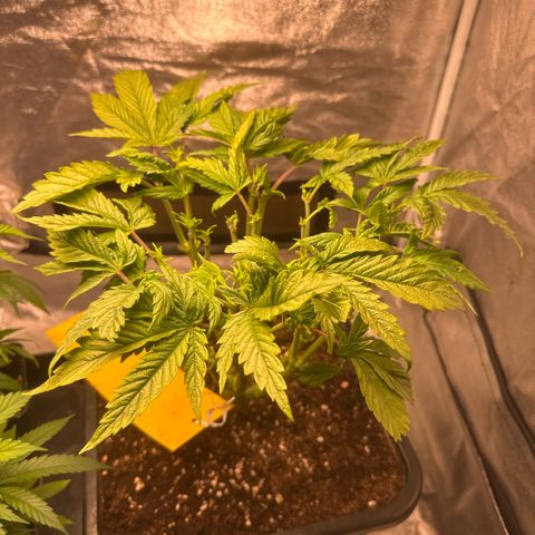Cookies Gelato  growlog timeline photo
