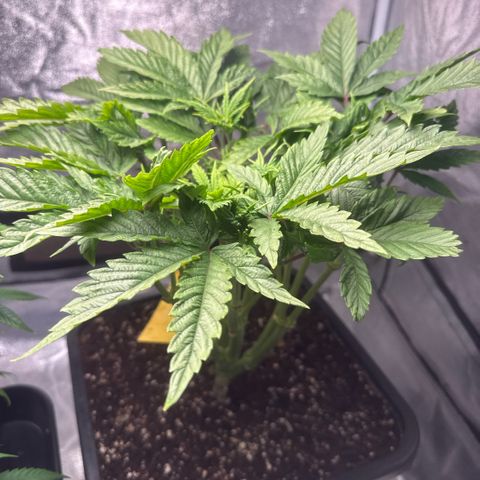 Cookies Gelato  growlog timeline photo