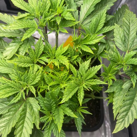 Cookies Gelato  growlog timeline photo