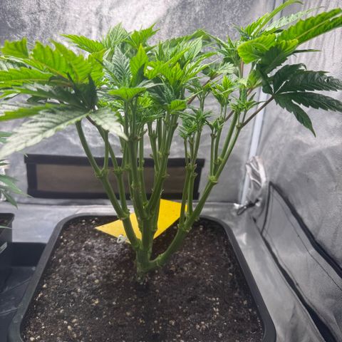 Cookies Gelato  growlog timeline photo