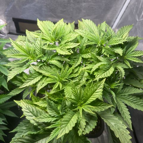 Cookies Gelato  growlog timeline photo