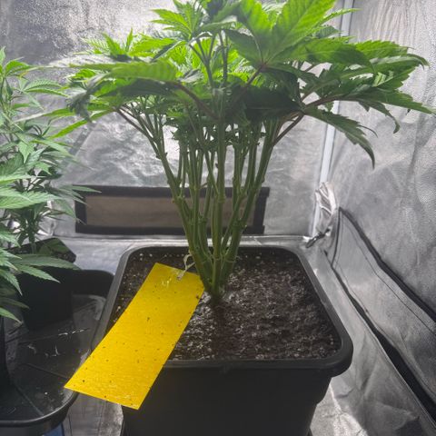 Cookies Gelato  growlog timeline photo