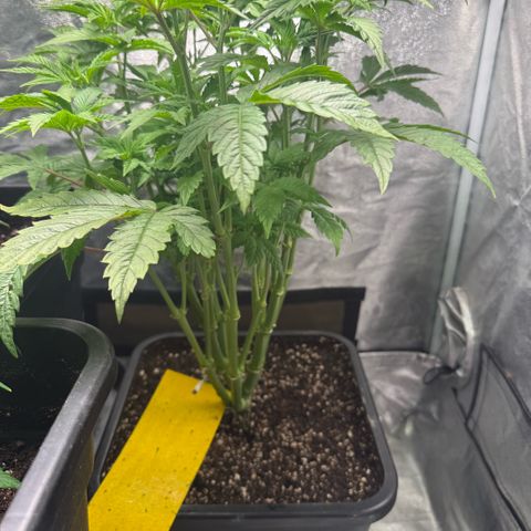 Cookies Gelato  growlog timeline photo