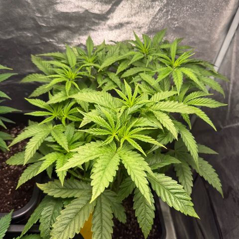 Cookies Gelato  growlog timeline photo