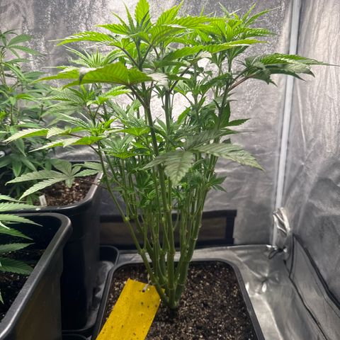 Cookies Gelato  growlog timeline photo