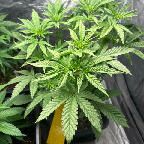 Cookies Gelato  growlog timeline photo