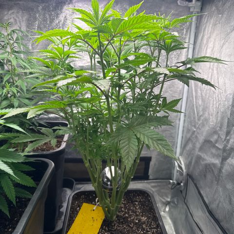 Cookies Gelato  growlog timeline photo