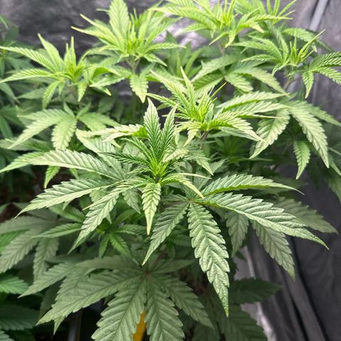 Cookies Gelato  growlog timeline photo