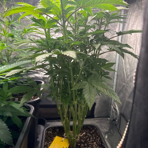 Cookies Gelato  growlog timeline photo