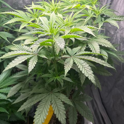 Cookies Gelato  growlog timeline photo