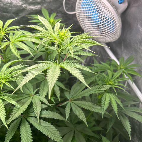 Cookies Gelato  growlog timeline photo