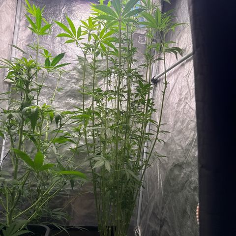 Cookies Gelato  growlog timeline photo