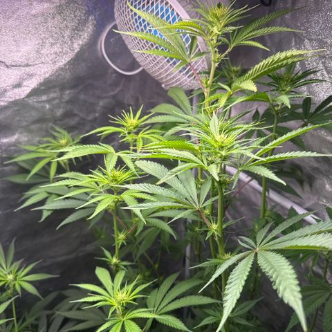 Cookies Gelato  growlog timeline photo
