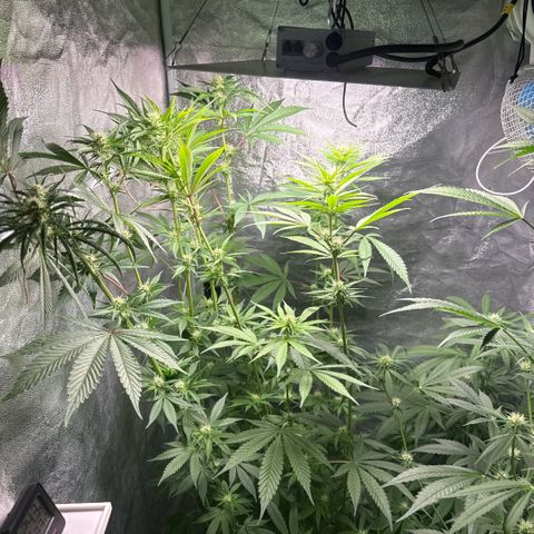 Cookies Gelato  growlog timeline photo