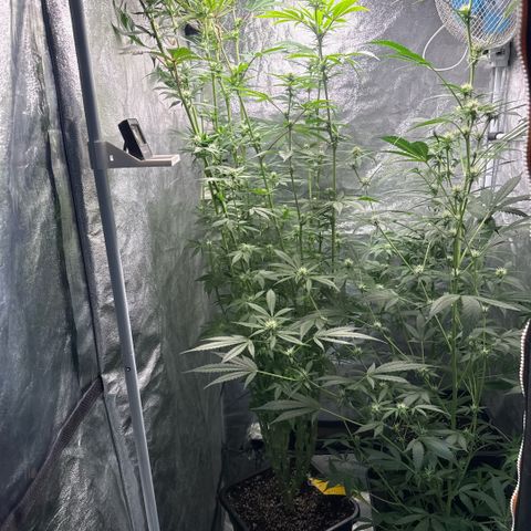 Cookies Gelato  growlog timeline photo