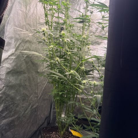 Cookies Gelato  growlog timeline photo