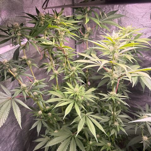 Cookies Gelato  growlog timeline photo