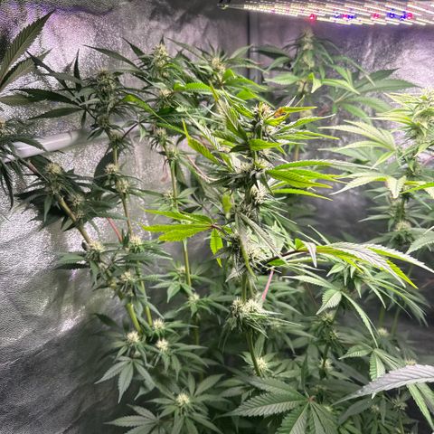 Cookies Gelato  growlog timeline photo