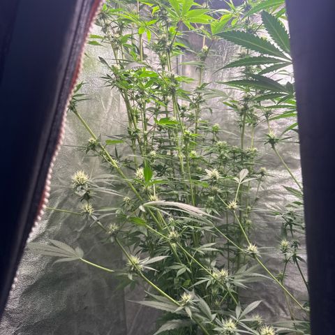 Cookies Gelato  growlog timeline photo